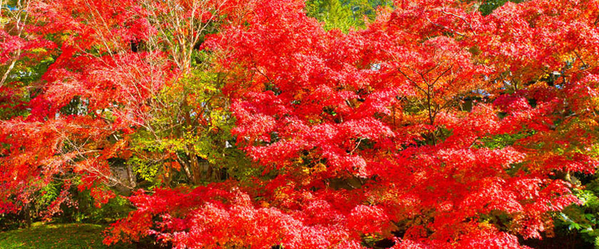 Kyoto Red Leaves Information